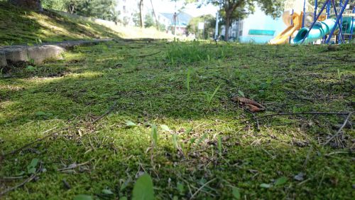 雨続きでコケに覆われた公園の一部