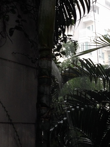 ヤシの木の幹から噴き出す雨水