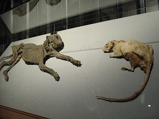 ミイラになって発見された後も、こうしていがみ合っている2匹。アイルランド版『トムとジェリー』？その後まさか同じ箱に入れられて陳列されるとは夢にも思わなかったでしょうね・・・。