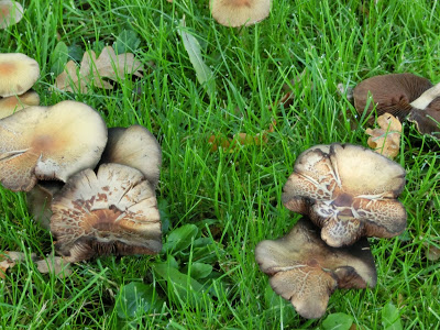 すでにキノコも・・・8月なのに、秋の気配が。