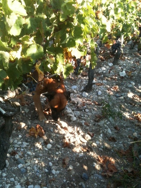 わんちゃんも一緒にぶどう畑を満喫しています