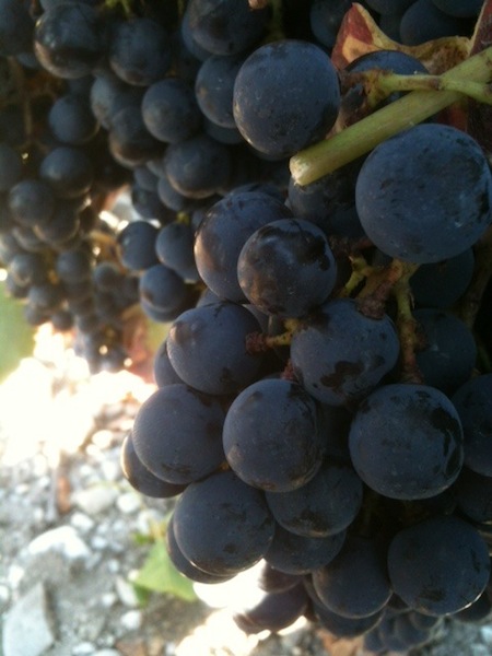 収穫まであとわずか....（嬉）