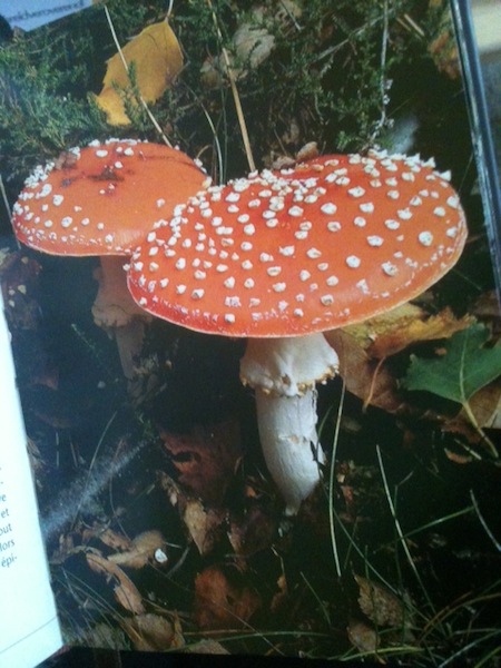 ベニテングタケ(参照：le guide larousse des champignons)