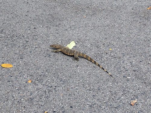 トカゲだっているよー！