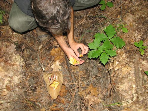 雨上がりにアンズタケ/ジロール茸狩りへ