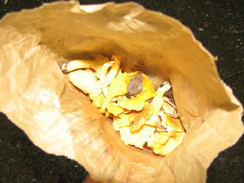 短時間でこんなにとれました