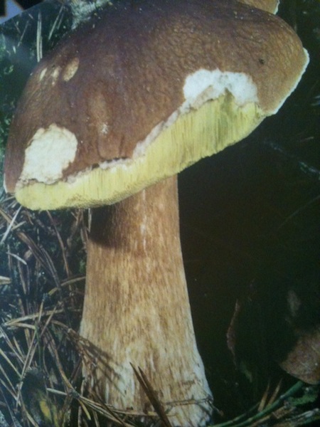 ヤマドリタケ(参照：le guide larousse des champignons)