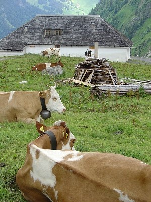 ウシが大きいので、重くて丈夫なカウベルでも平気そう……に見えないこともないのですが、ウシ自身はどう思っているやら（笑）