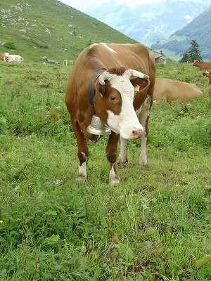 これはやや“ライトバージョン”なカウベル。