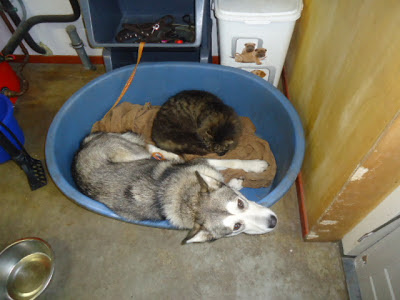 犬よりネコのほうが人気が高い？