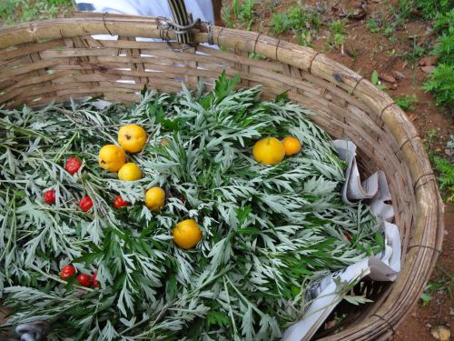 サンパウロ市近郊の農園で摘んだヨモギ
