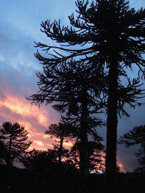 30〜40mもの高さで、ひょろりと空へそびえるアラウカリア