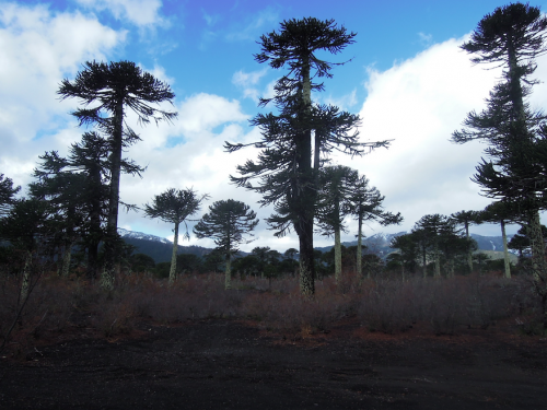 チリ中部から特に南部にかけてアラウカリアの木は分布しています。