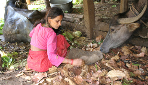 牛舎から原料をば。