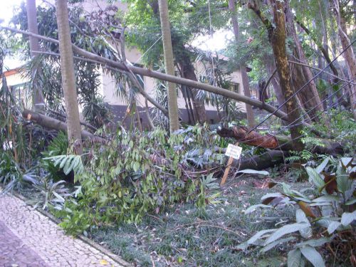 雨期の夕立の後に倒れた木々と電線