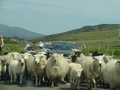 アイルランドの田舎道で。ヒツジたちの渋滞に遭遇……。