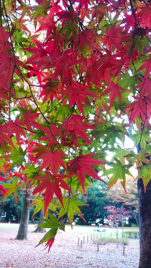 赤く色づいてきたもみじ。