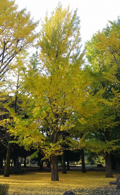 すっと伸びた銀杏の木