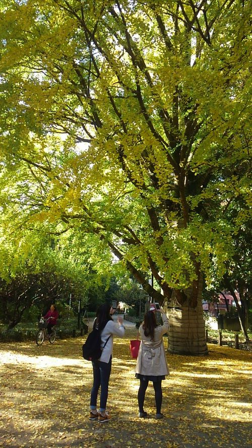 新宿御苑　みな写真をとっています。