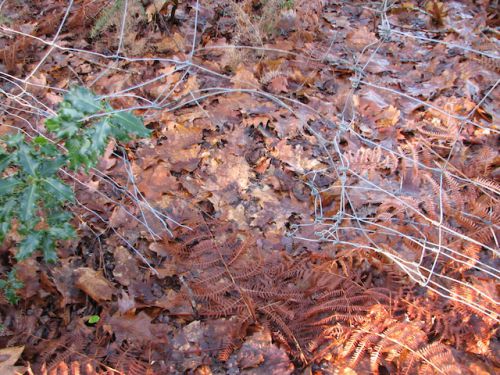 ハンター犬が狩猟動物を追い込む穴