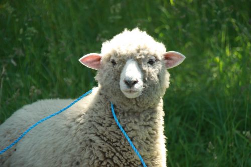 紐に繋がれてバーベキューにされるのを待つ子羊