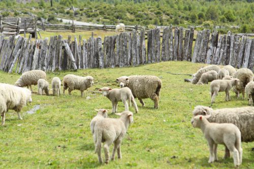 酪農家で飼われている羊たち