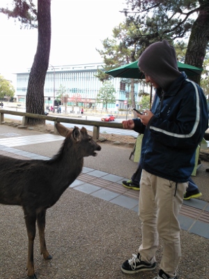 奈良の鹿