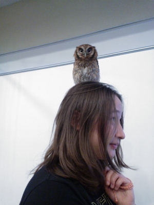 ふくろうカフェ。ウンチされないか心配っ！