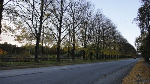 １１月に入るとすべての葉っぱが落ちました。