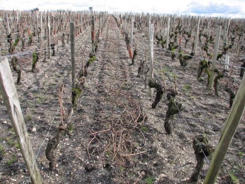 すでに選定済のぶどうたち