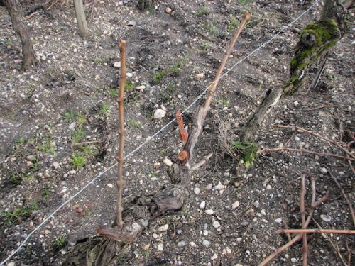 きれいに散髪されてスッキリ