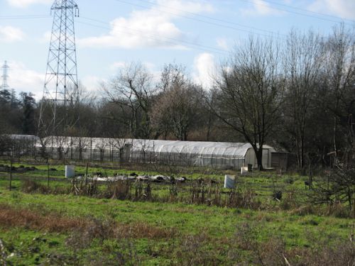 ビニールハウスも巨大