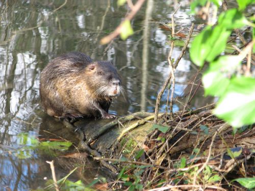 至近距離にて撮影成功！