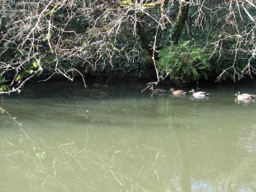 鴨たちを先導しているのは、なんとヌートリア！