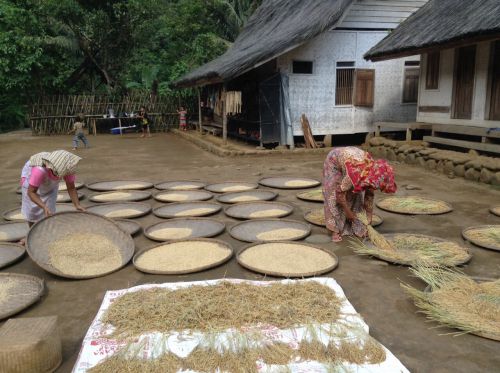 稲刈りやもみ取りも手作業です