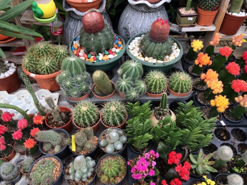 サボテンもこんなに色鮮やか