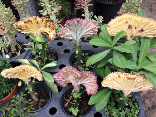 不思議な形のこんな植物もありました