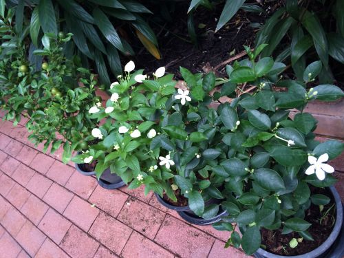 我が家で購入した鉢