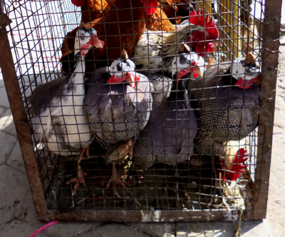 精肉店のまえのケージ。お店で捌いてくれます。