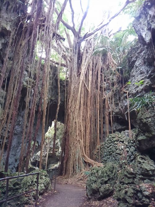 ガジュマルの木。