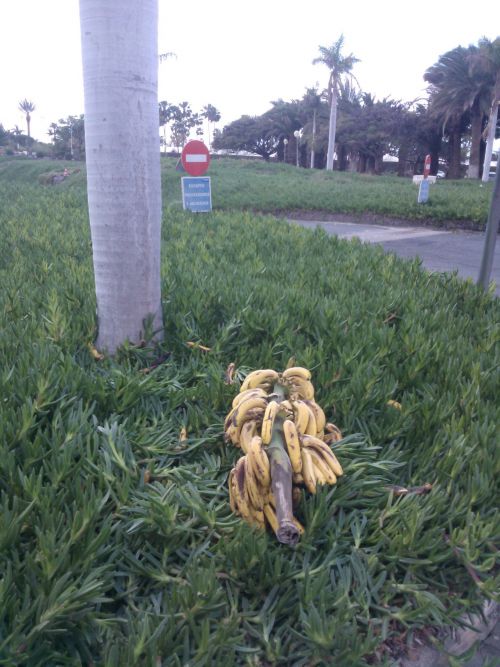 おまけ画像。道端で見かけた、木から落ちたバナナ。何本かもぎ取られた痕跡がありました。（虫がついていそうでしたので、私達は試食しませんでしたが…）カナリア諸島はバナナの生産地でもあります。