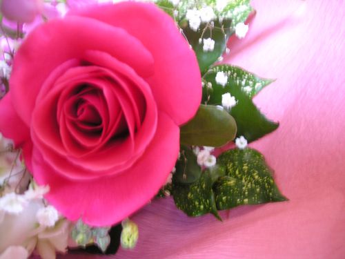 空港でのお迎えはバラが定番