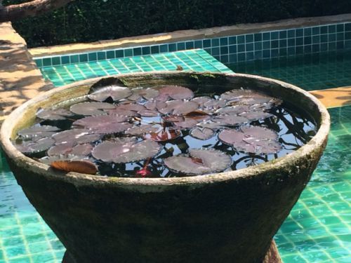 水面に育つ葉を浮かべたもの