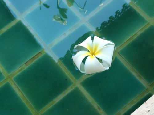 これは水鉢ではありませんが、やっぱり綺麗です