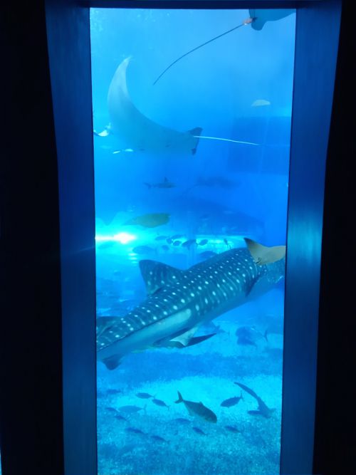 斑点までよく見えます。