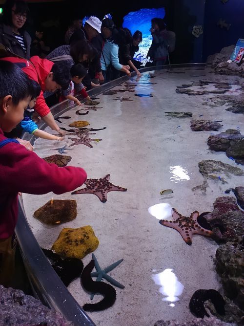 ヒトデに触れるコーナーもあります。