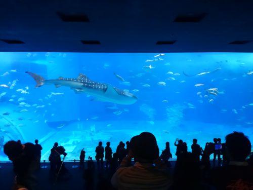 人と比べるとこんなに大きいのです。