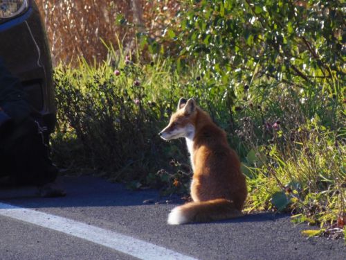 キタキツネに会えたら喜びそうです