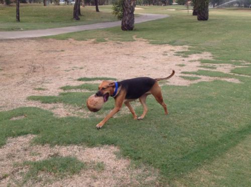 急げ急げ！ココナッツの季節だぞ