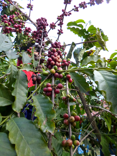 赤い実を選んで手摘みします。